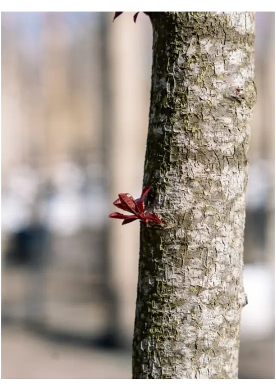 Blutpflaume Baum | Prunus cerasifera 'Nigra'