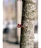 Blutpflaume Baum | Prunus cerasifera 'Nigra'