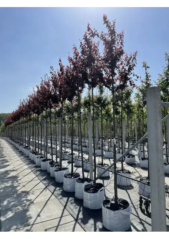 Blutpflaume Baum | Prunus cerasifera 'Nigra'