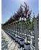 Blutpflaume Baum | Prunus cerasifera 'Nigra'