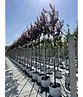 Blutpflaume Baum | Prunus cerasifera 'Nigra'