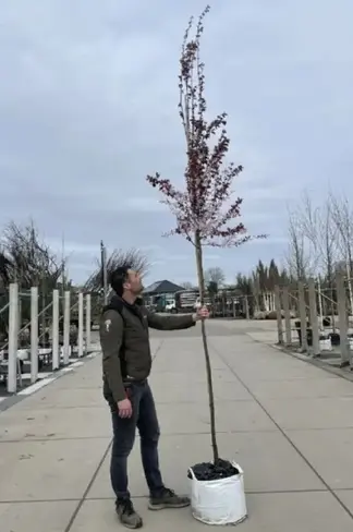 Blutpflaume Baum | Prunus cerasifera 'Nigra'