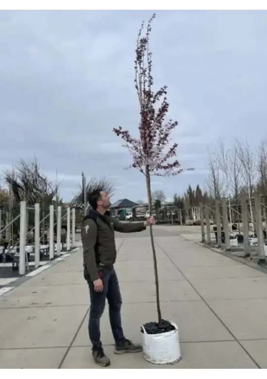 Blutpflaume Baum | Prunus cerasifera 'Nigra'