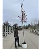 Blutpflaume Baum | Prunus cerasifera 'Nigra'