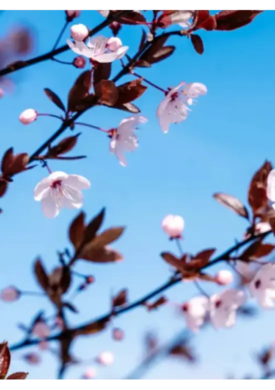 Blutpflaume Baum | Prunus cerasifera 'Nigra'