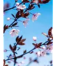 Blutpflaume Baum | Prunus cerasifera 'Nigra'