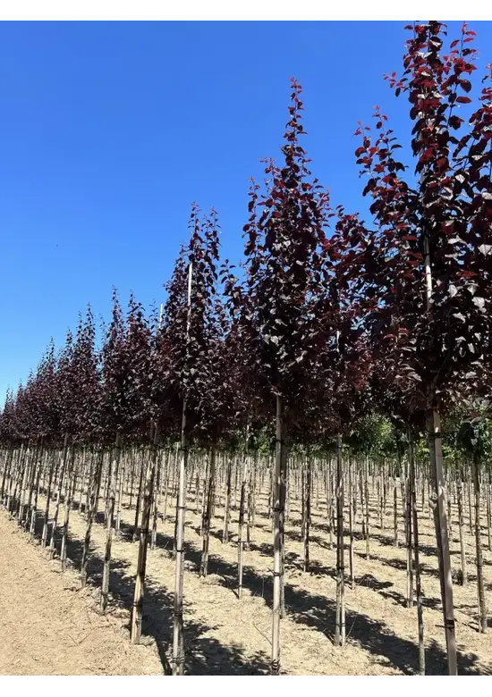 Blutpflaume Baum | Prunus cerasifera 'Nigra'