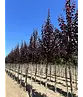 Blutpflaume Baum | Prunus cerasifera 'Nigra'