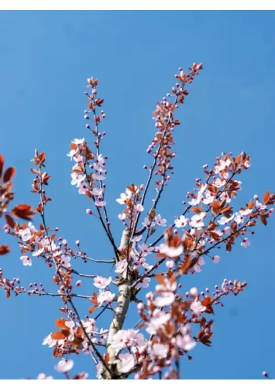 Blutpflaume Baum | Prunus cerasifera 'Nigra'