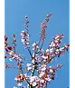 Blutpflaume Baum | Prunus cerasifera 'Nigra'