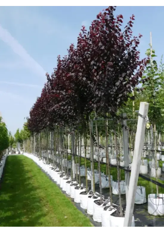 Blutpflaume Baum | Prunus cerasifera 'Nigra'