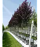 Blutpflaume Baum | Prunus cerasifera 'Nigra'