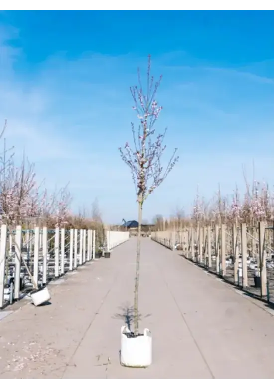 Blutpflaume Baum | Prunus cerasifera 'Nigra'