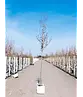 Blutpflaume Baum | Prunus cerasifera 'Nigra'