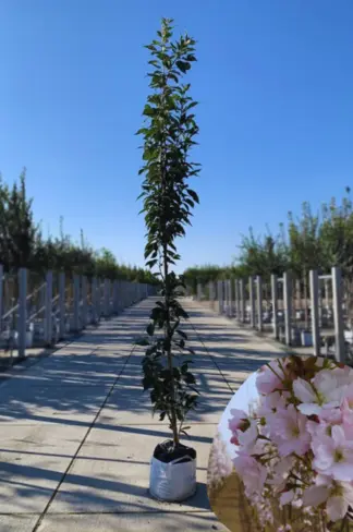 Säulenkirsche 'Amanogawa' | Prunus serrulata 'Amanogawa'