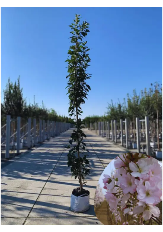 Säulenkirsche 'Amanogawa' | Prunus serrulata 'Amanogawa'