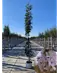 Säulenkirsche 'Amanogawa' | Prunus serrulata 'Amanogawa'