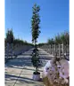 Säulenkirsche 'Amanogawa' | Prunus serrulata 'Amanogawa'