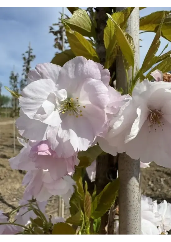 Säulenkirsche 'Amanogawa' | Prunus serrulata 'Amanogawa'
