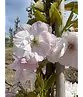 Säulenkirsche 'Amanogawa' | Prunus serrulata 'Amanogawa'