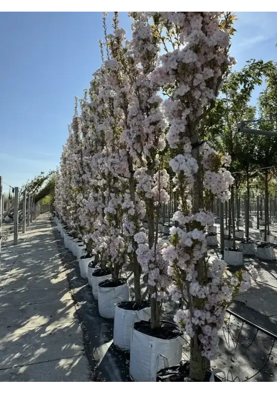 Säulenkirsche 'Amanogawa' | Prunus serrulata 'Amanogawa'