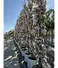 Säulenkirsche 'Amanogawa' | Prunus serrulata 'Amanogawa'