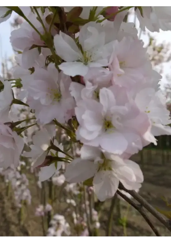Säulenkirsche 'Amanogawa' | Prunus serrulata 'Amanogawa'