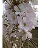 Säulenkirsche 'Amanogawa' | Prunus serrulata 'Amanogawa'