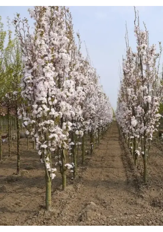 Säulenkirsche 'Amanogawa' | Prunus serrulata 'Amanogawa'