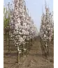 Säulenkirsche 'Amanogawa' | Prunus serrulata 'Amanogawa'