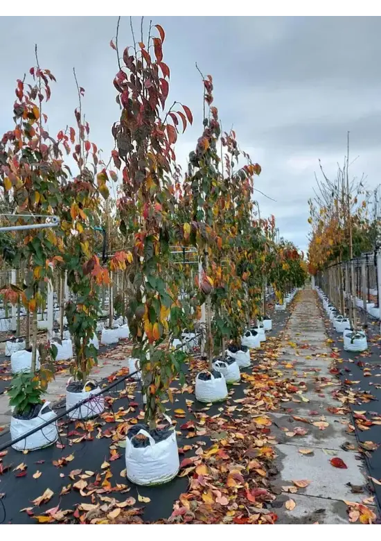 Säulenkirsche 'Amanogawa' | Prunus serrulata 'Amanogawa'