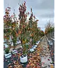Säulenkirsche 'Amanogawa' | Prunus serrulata 'Amanogawa'