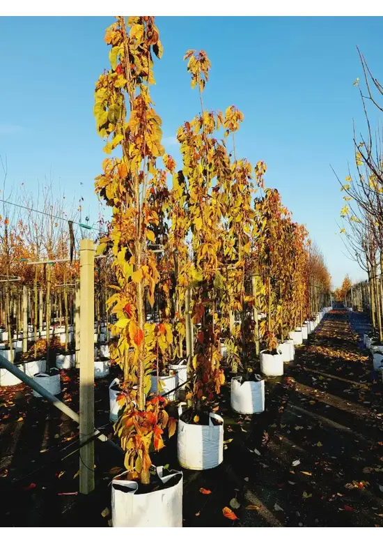 Säulenkirsche 'Amanogawa' | Prunus serrulata 'Amanogawa'