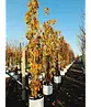 Säulenkirsche 'Amanogawa' | Prunus serrulata 'Amanogawa'