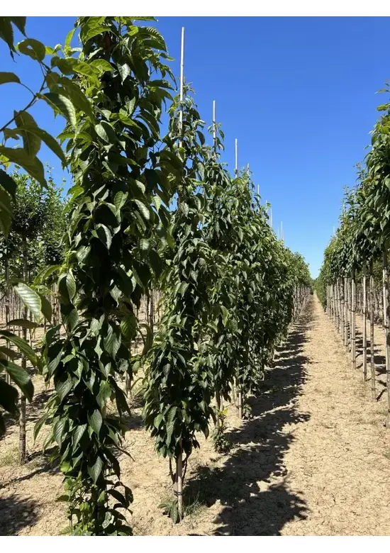 Säulenkirsche 'Amanogawa' | Prunus serrulata 'Amanogawa'