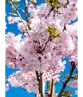 Rosa Winterkirsche  | Prunus subhirtella 'Autumnalis Rosea'
