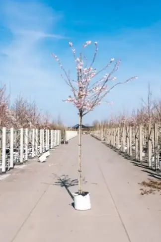 Rosa Winterkirsche  | Prunus subhirtella 'Autumnalis Rosea'