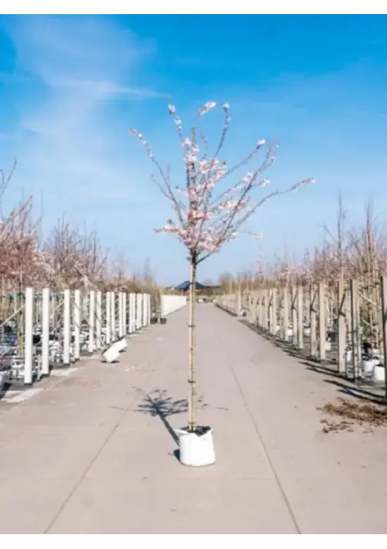 Rosa Winterkirsche  | Prunus subhirtella 'Autumnalis Rosea'