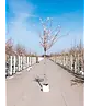 Rosa Winterkirsche  | Prunus subhirtella 'Autumnalis Rosea'