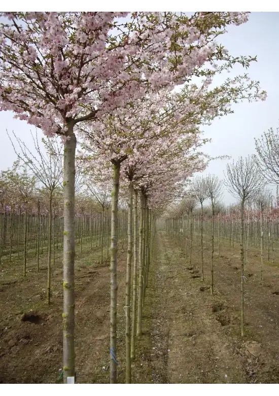 Rosa Winterkirsche  | Prunus subhirtella 'Autumnalis Rosea'