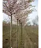 Rosa Winterkirsche  | Prunus subhirtella 'Autumnalis Rosea'