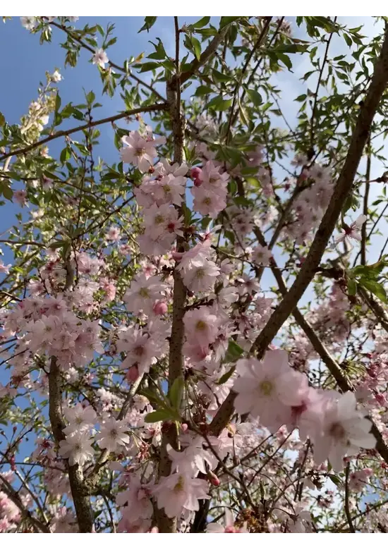 Rosa Winterkirsche  | Prunus subhirtella 'Autumnalis Rosea'