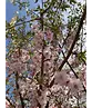 Rosa Winterkirsche  | Prunus subhirtella 'Autumnalis Rosea'