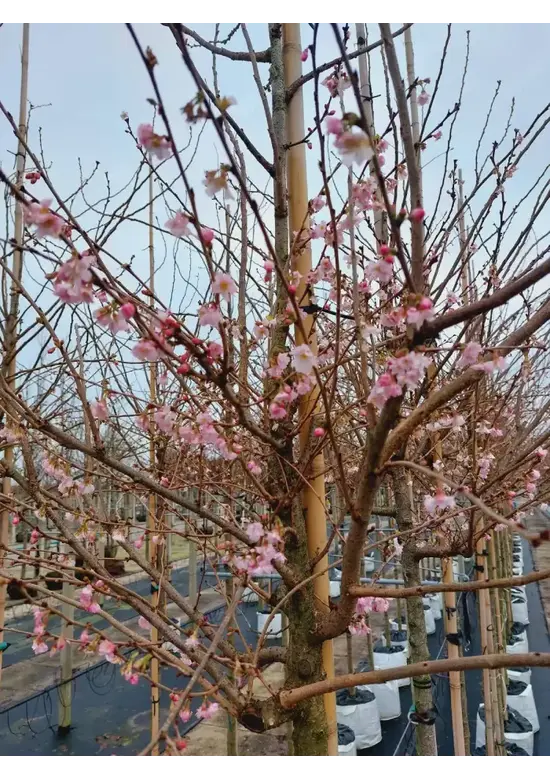 Rosa Winterkirsche  | Prunus subhirtella 'Autumnalis Rosea'