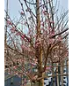 Rosa Winterkirsche  | Prunus subhirtella 'Autumnalis Rosea'