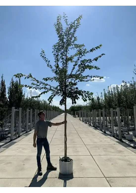 Rosa Winterkirsche  | Prunus subhirtella 'Autumnalis Rosea'