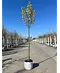 Stadtbirne 'Chanticleer' | Pyrus calleryana 'Chanticleer'