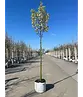 Stadtbirne 'Chanticleer' | Pyrus calleryana 'Chanticleer'