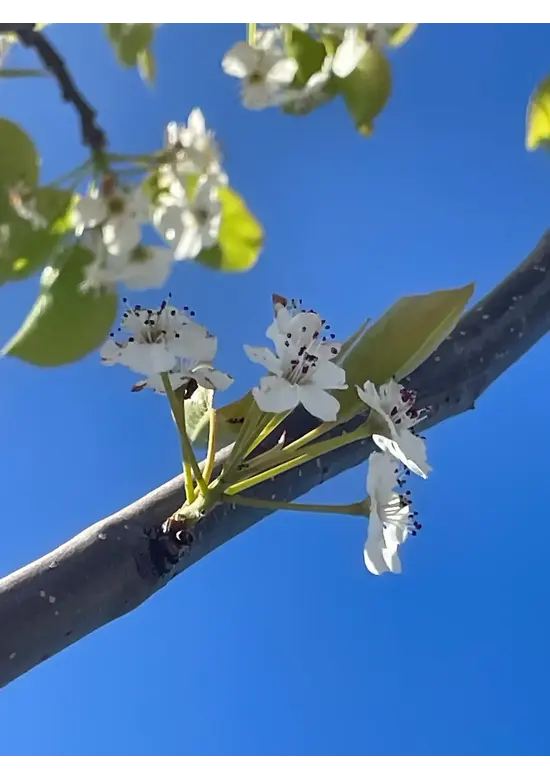 Stadtbirne 'Chanticleer' | Pyrus calleryana 'Chanticleer'