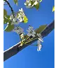 Stadtbirne 'Chanticleer' | Pyrus calleryana 'Chanticleer'